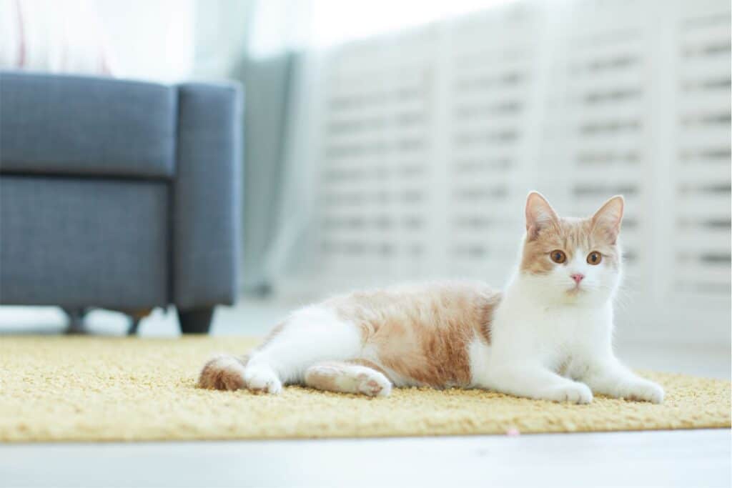 carpet cat